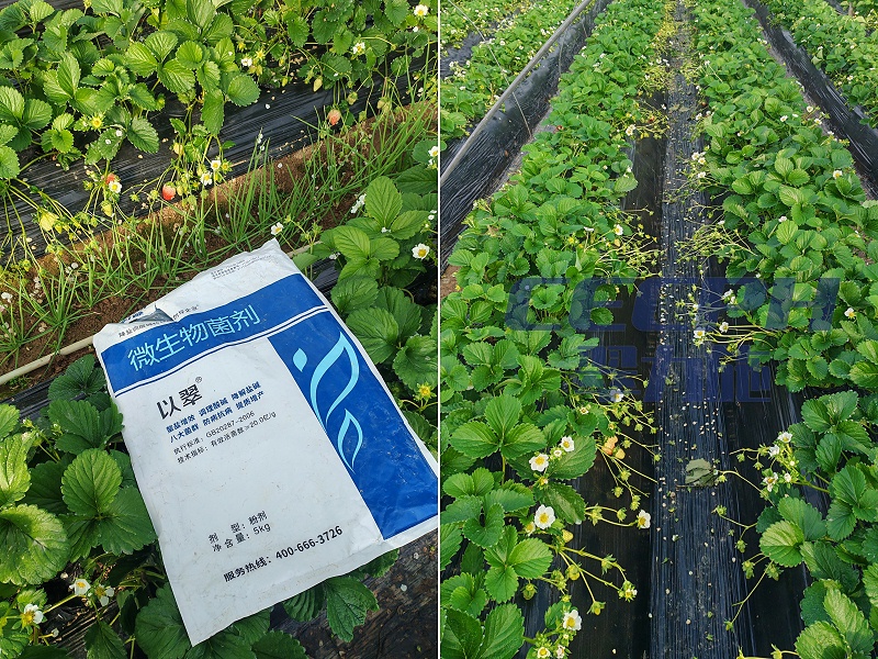 草莓种植-用以翠水溶肥