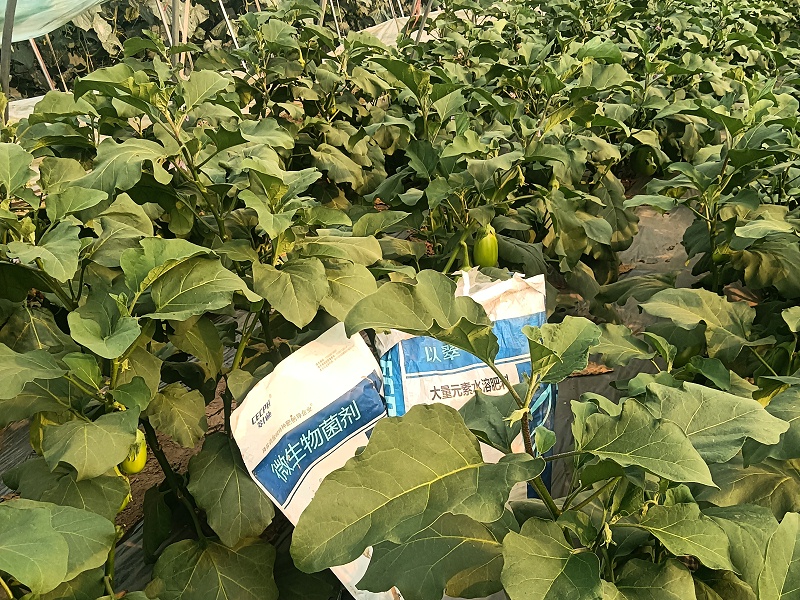 茄子施什么肥结果多-用以翠水溶肥