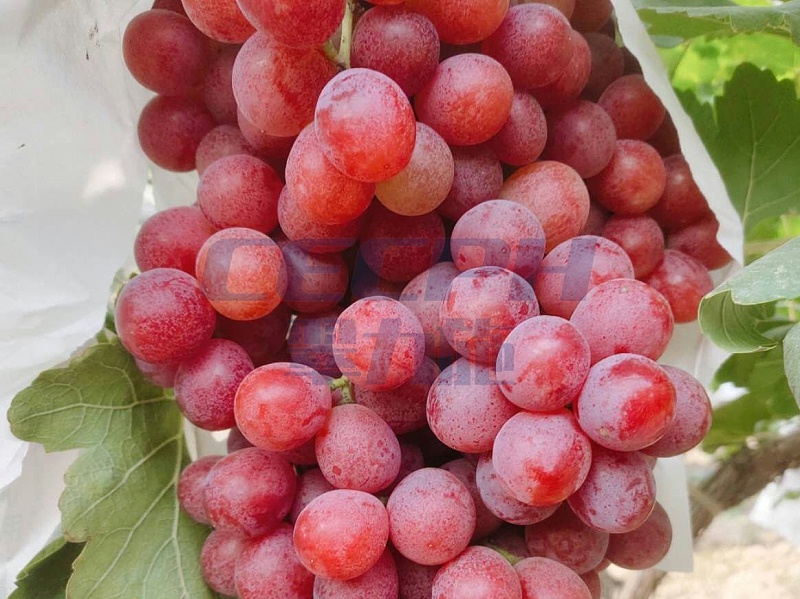 葡萄转色期用什么肥料好-以翠效果