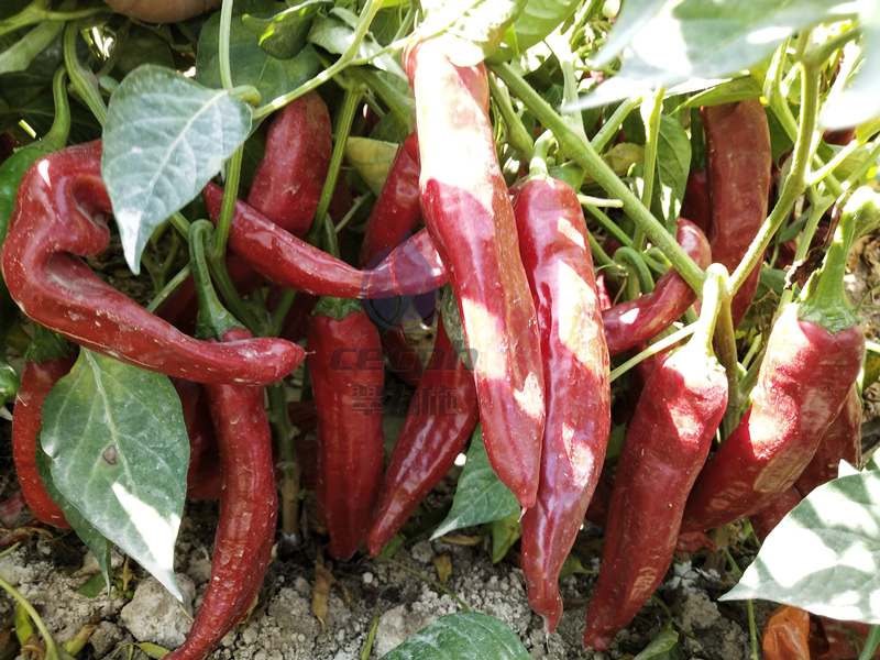 辣椒用什么肥料才能高产-翠力施以翠水溶肥 (2)
