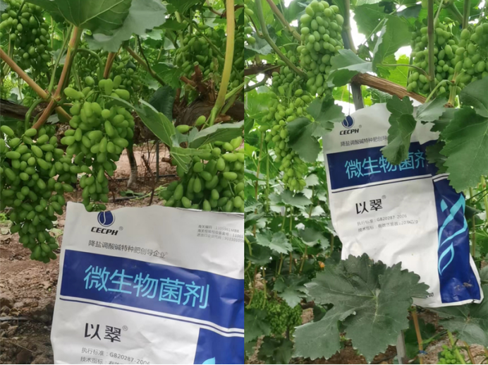 翠力施水溶肥好用吗？看看李大哥怎么说