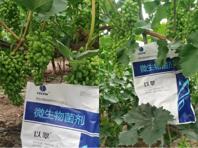 翠力施水溶肥-葡萄用翠力施水溶肥