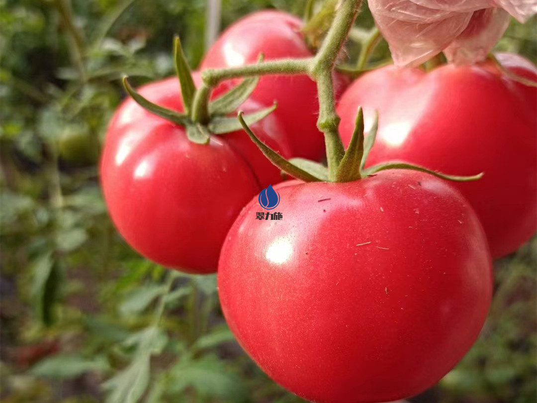 番茄怎么种植-以翠番茄