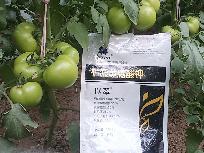 时间：2022.9.22，地址：云南，作物：西红柿使用产品：以翠矿源黄腐酸钾，效果反馈用过产品之后，挂果多，长势好，死棵烂苗少，土壤好，不板结 (2)_副本_副本