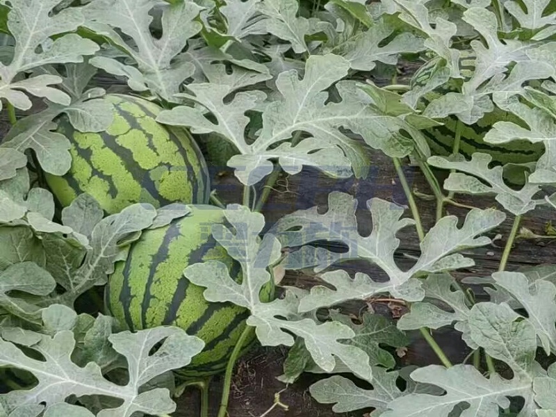 种植西瓜用什么肥料最佳—用以翠水溶肥