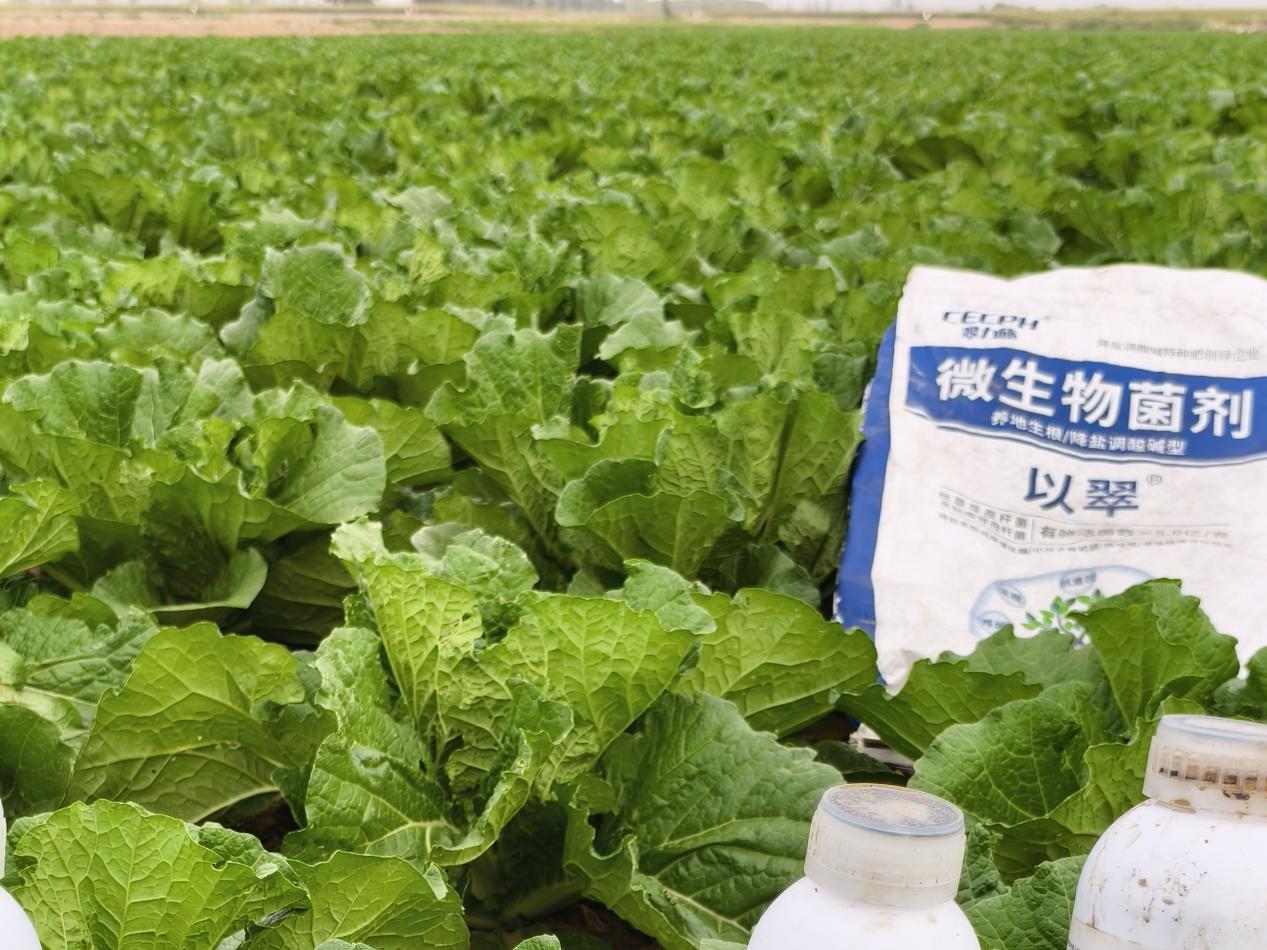 微生物菌剂用对，改土防病又省钱