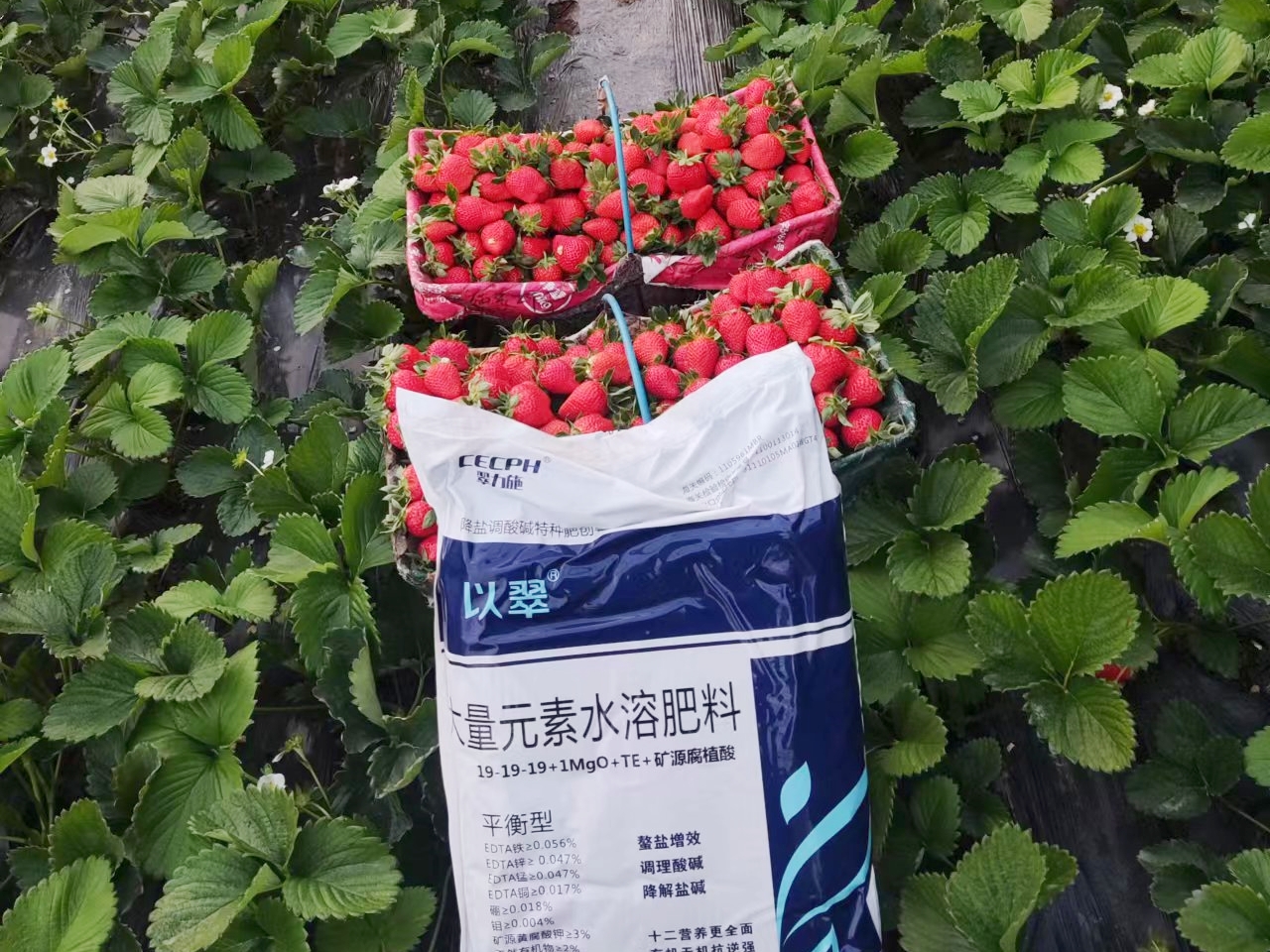 水溶肥，种植户的爆款选择