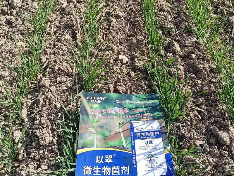 微生物菌剂-以翠小麦效果