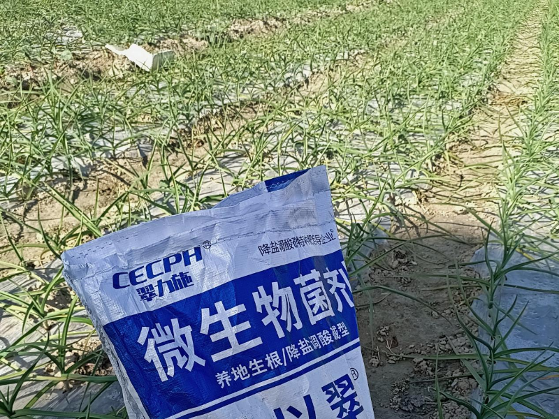 微生物菌剂-以翠蒜苗效果