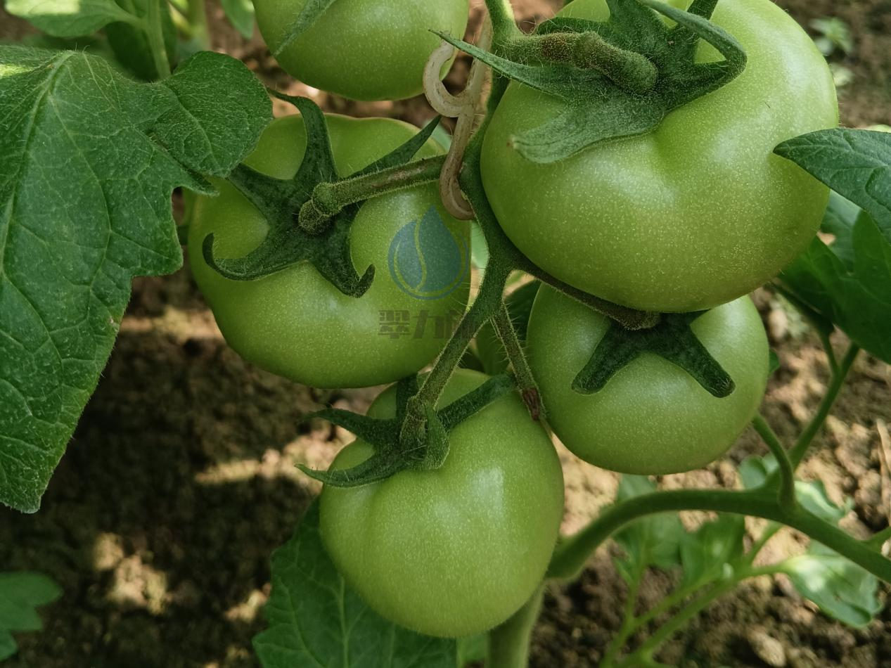 微生物菌剂，为何改良土壤都爱用？