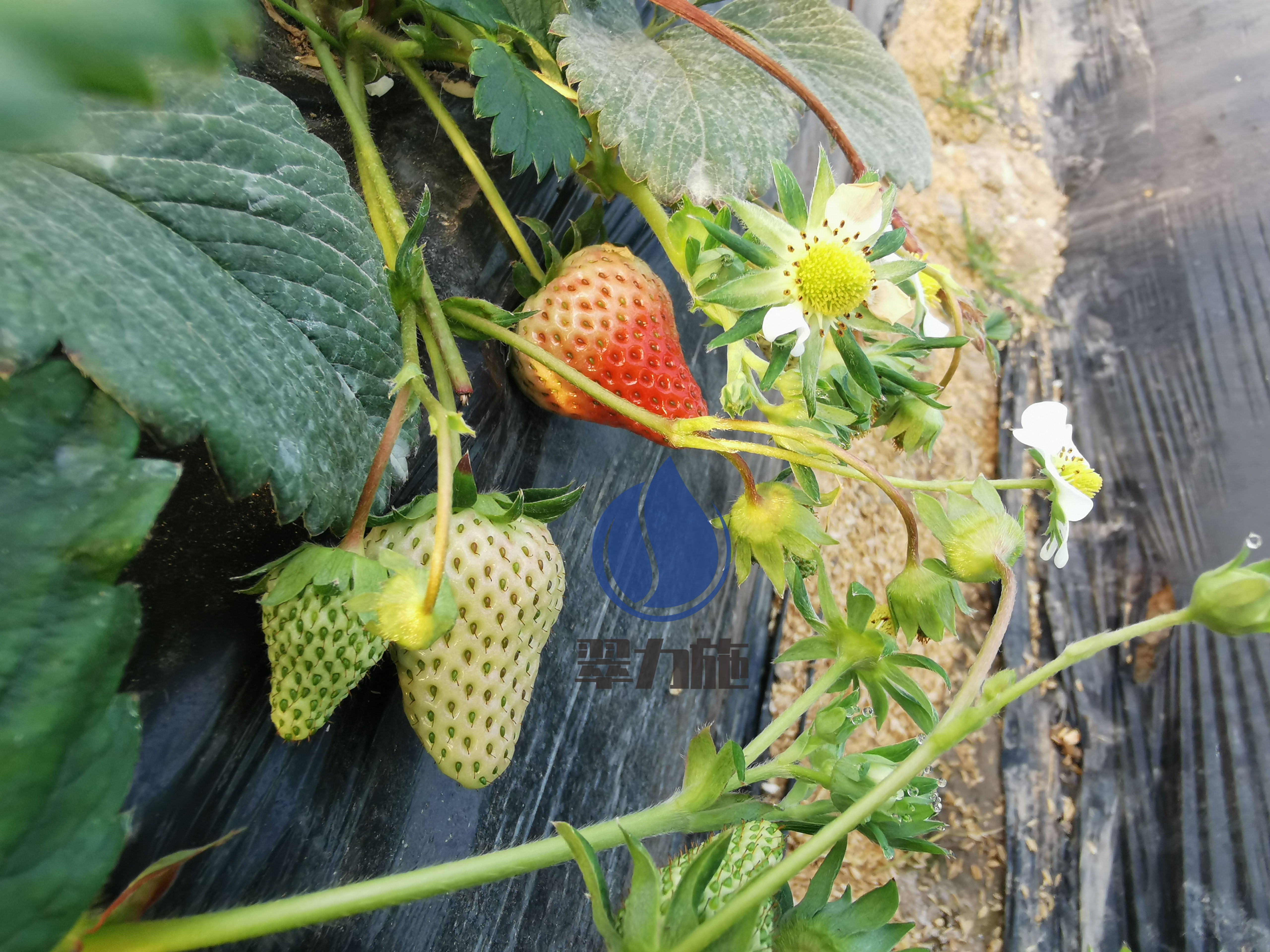 草莓生根肥料怎么选？