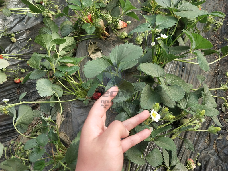 种草莓用什么肥料好？你关心的这里有！