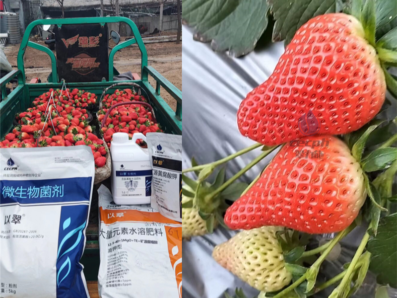 草莓施肥技术与管理-以翠草莓