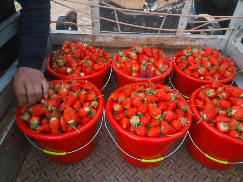 草莓施什么肥好-翠力施水溶肥草莓