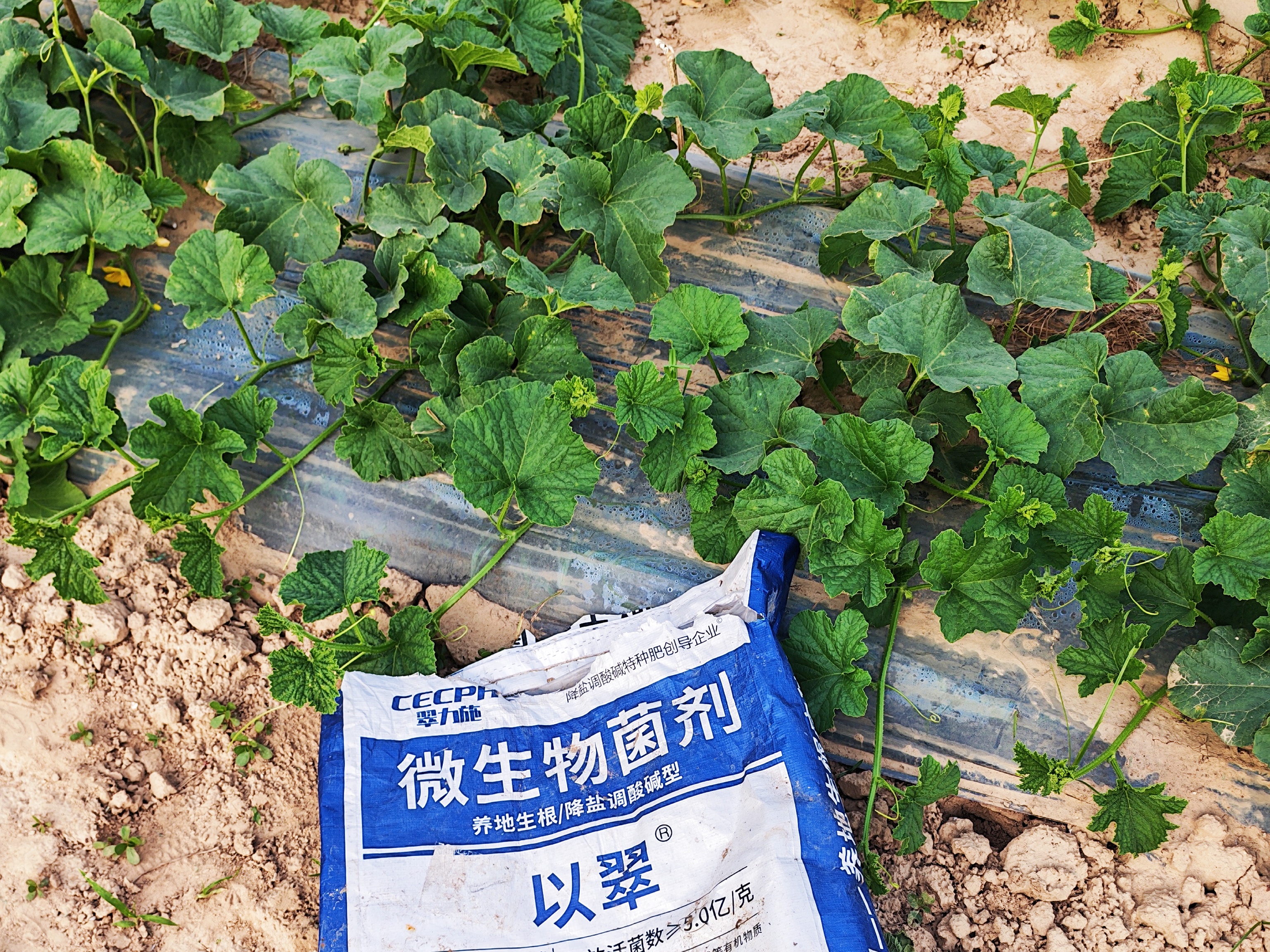 微生物菌剂，底肥为什么一定要用？