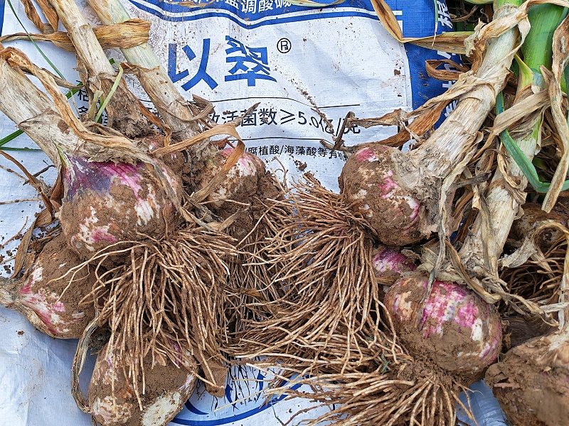2026.5.18【大蒜成熟期-菌剂+钙镁肥】河南李老板大蒜成熟期用以翠颗粒微生物菌剂和钙镁水溶肥，客户说今年大蒜根系好，抗病能力强。 (2)_副本