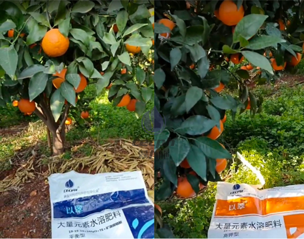 柑橘施什么肥可以增加糖度-以翠水溶肥