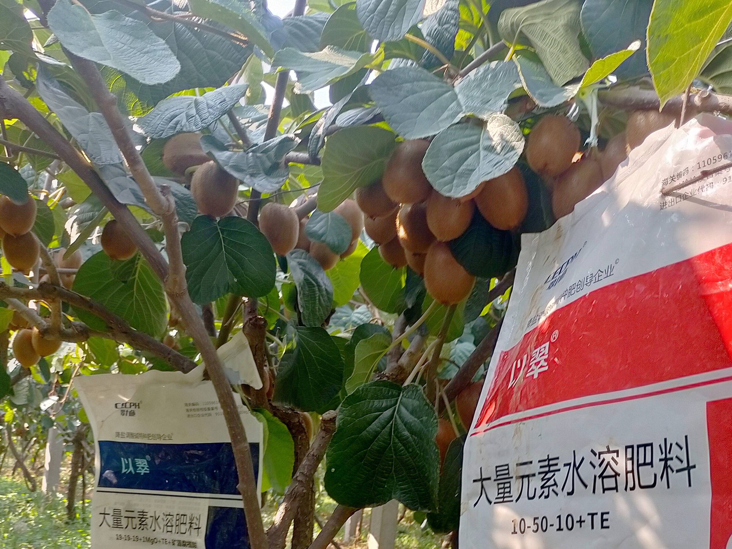 翠力施水溶肥：猕猴桃高产更轻松