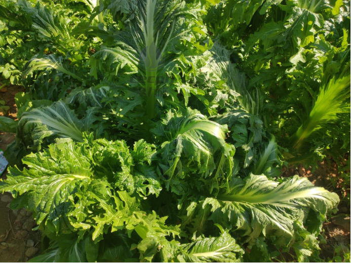 水溶肥厂家-翠力施以翠水溶肥蔬菜