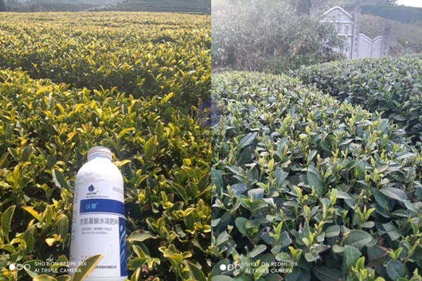 氨基酸叶面肥的功效与作用-以翠叶面肥茶叶