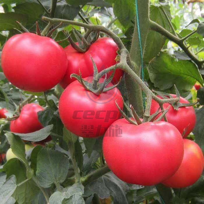 高产西红柿-以翠水溶肥