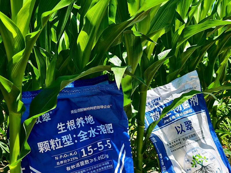 2026.6.21【玉米-颗粒菌+颗粒水溶肥】内蒙古崔总；作物 ：玉米小喇叭口；颗粒菌剂＋以翠颗粒水溶肥；玉米底肥颗粒菌剂一袋2亩地，颗粒水溶肥苗期追肥3公斤，没带尿素，盐碱地长势健壮，无僵苗黄化现象。 (2)_副本