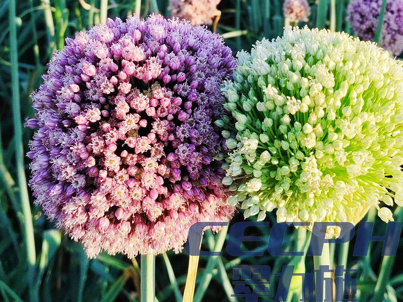 2026.7.1【韭葱盛花期-菌剂+颗粒肥】宁夏；韭葱盛花期；以翠微生物菌剂+以翠颗粒水溶肥；韭葱开的非常的漂亮，葱头也大，客户很满意 (3)_副本