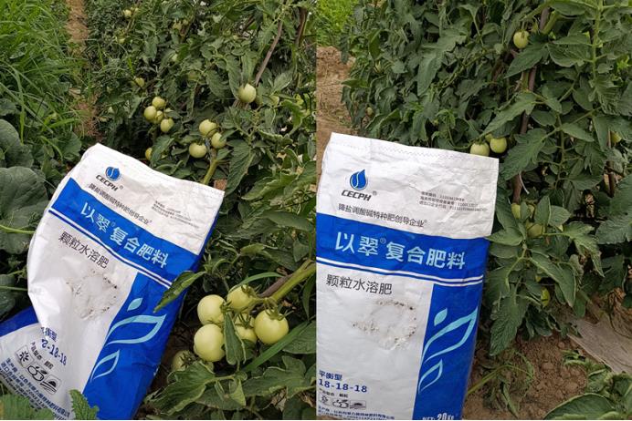 西红柿用什么肥比较好-翠力施水溶肥