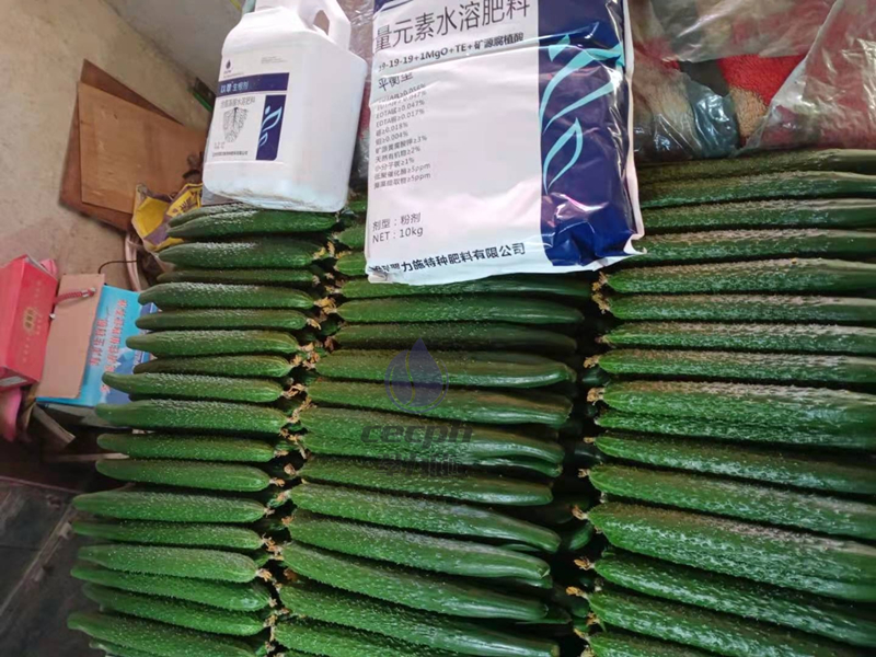 水溶肥的使用方法-翠力施以翠水溶肥黄瓜