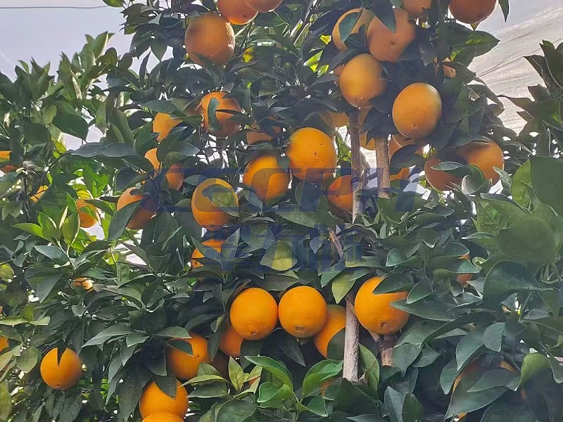 翠力施水溶肥-以翠脐橙效果