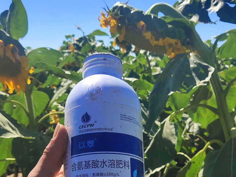 时间：2022.9.2，地址：新疆，作物：食葵使用：以翠生根套餐+以翠叶面肥，效果反馈：食葵全程用了以翠系列产品，整体长势喜人，茎杆粗壮，花盘紧实，抗病抗逆性强，客户非常满意 (5)_副本