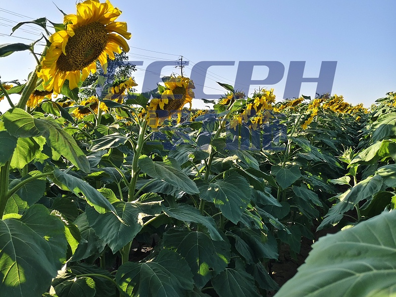 2025.7.25内蒙葵花用以翠；苗期遭风沙，中期遇爆雨大风，长势依然健壮，茎杆粗，叶片厚实，病害少 (9)_副本