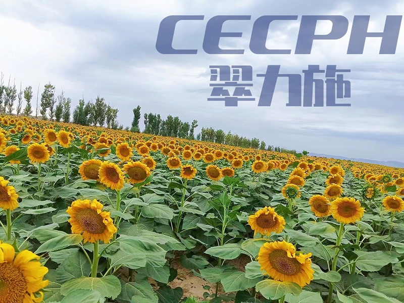 2023.8.4内蒙葵花用产品：以翠磷酸二氢钾+以翠有机氮+以翠硼+氨基酸叶面肥+以翠锌肥，葵花使用3次以翠叶面肥，叶片肥厚，柔韧度好，抗病能力强，茎杆粗壮，客户非常满意。 (2)_副本