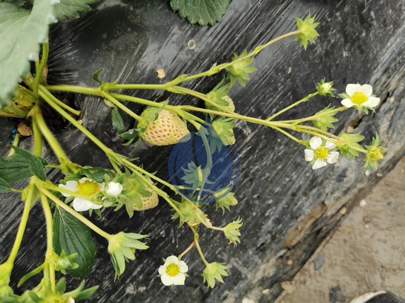 种植草莓用什么肥-以翠