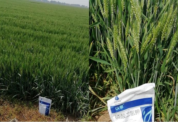 小麦高产用什么叶面肥-以翠磷酸二氢钾