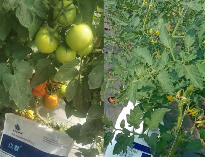 种西红柿需要什么肥料-翠力施水溶肥