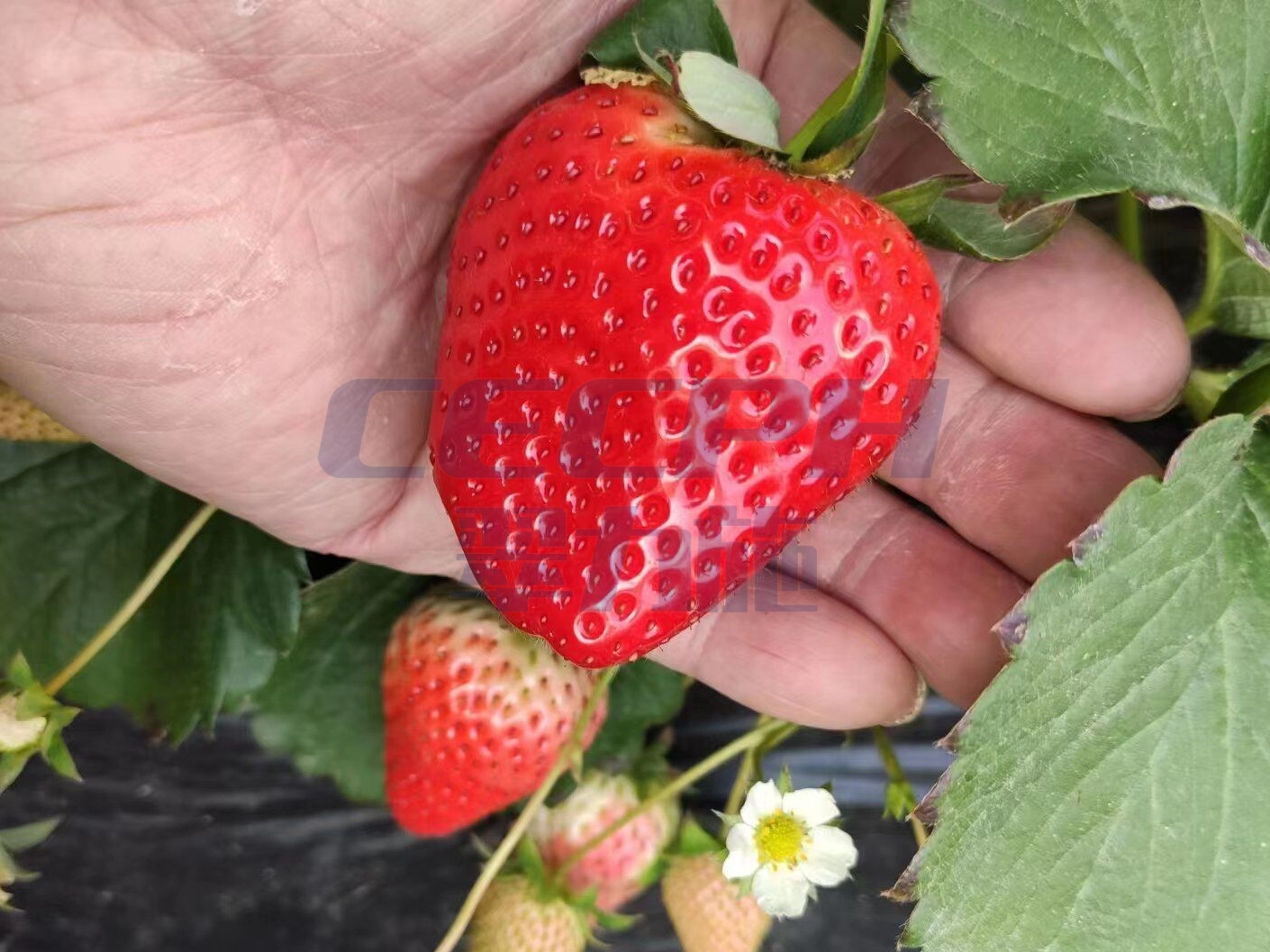 草莓结果施肥用什么肥料好？