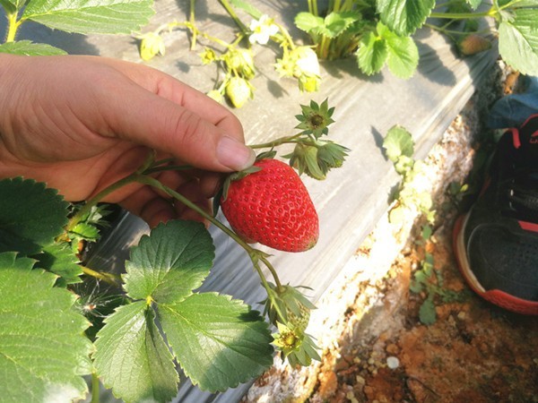 草莓施肥用什么肥料好？示范验证