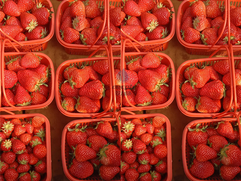 草莓冬季怎么样管理-以翠草莓