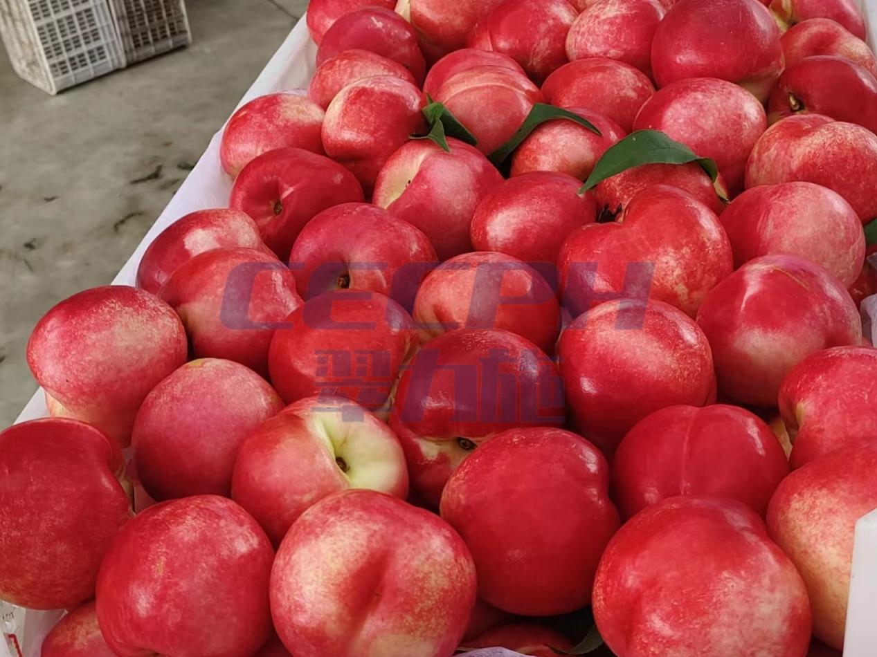 桃树施什么肥料？才能又大又甜