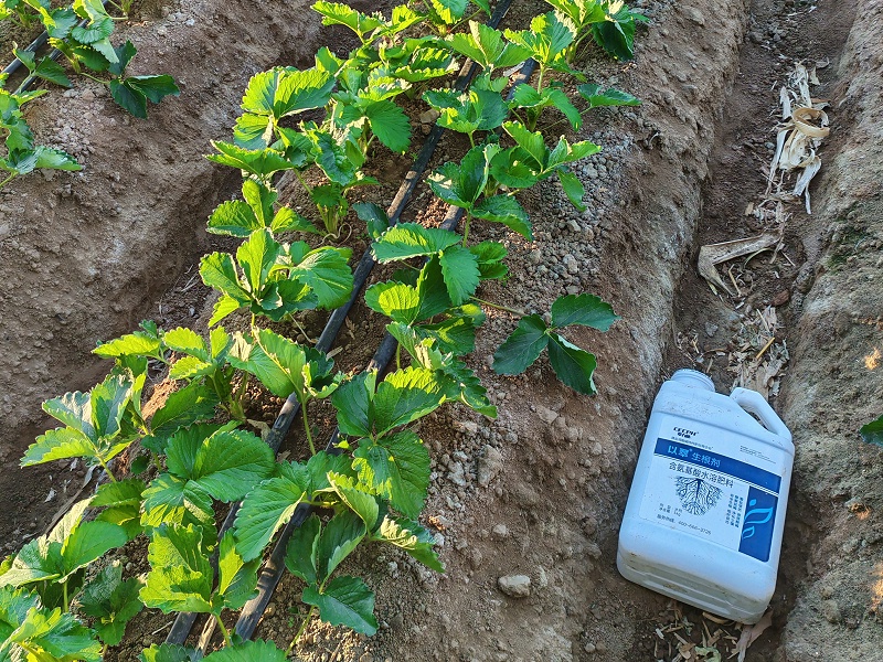 种植草莓-以翠水溶肥效果