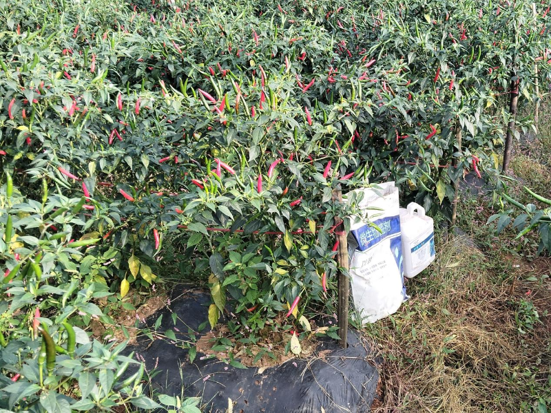 微生物菌剂-以翠辣椒效果