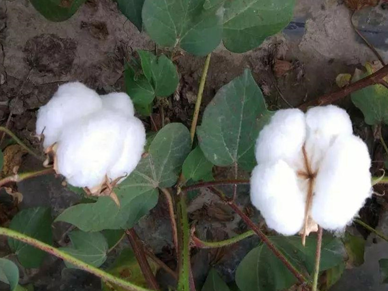 新疆棉花-以翠