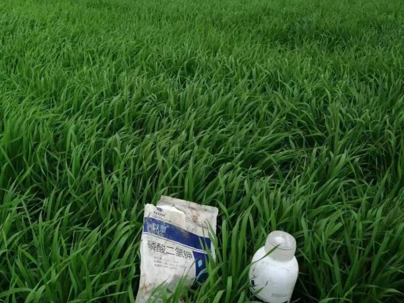 小麦打什么叶面肥增产-以翠小麦效果