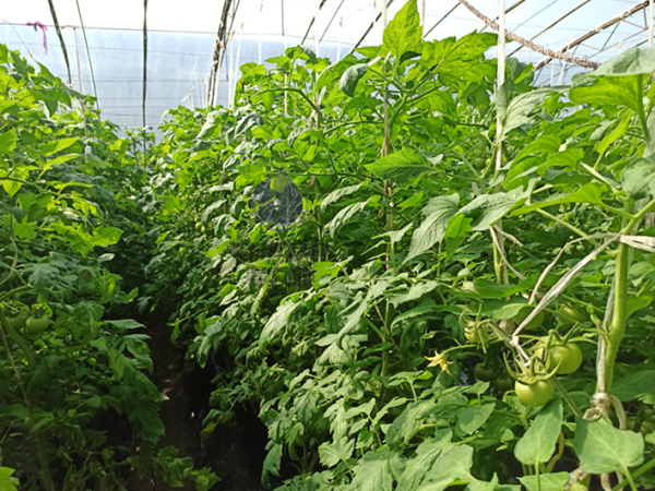 西红柿用什么肥料比较好-翠力施以翠水溶肥