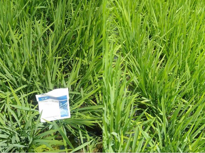 水溶肥-翠力施以翠磷酸二氢钾水稻