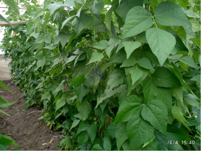 豆角用什么肥料产量高-翠力施以翠叶面肥