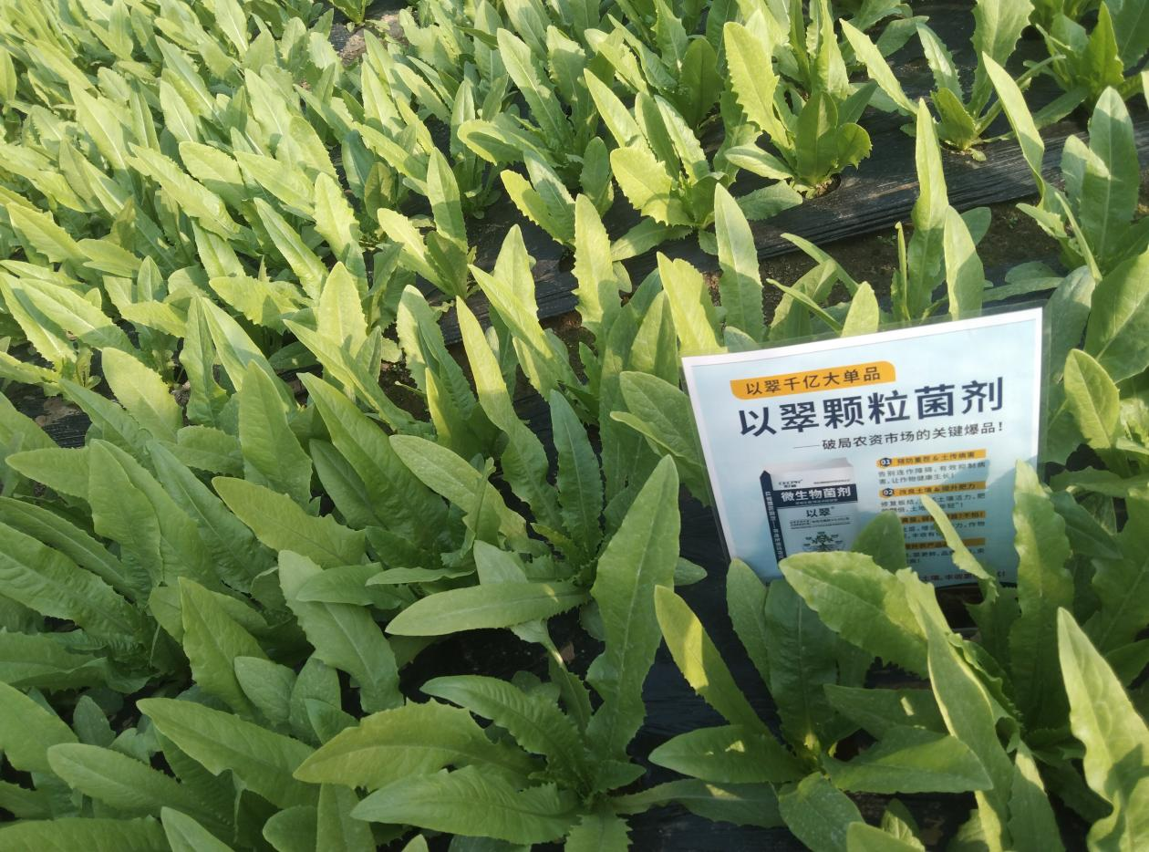 叶菜种植技术：如何破解重茬难题？