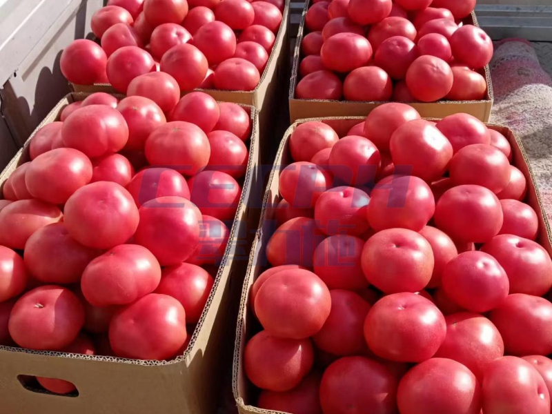 番茄怎么种植-以翠番茄效果