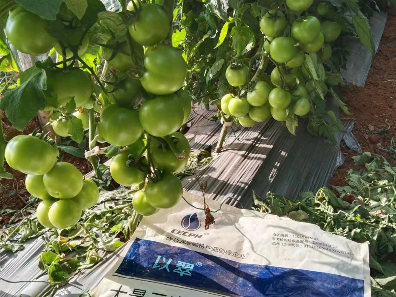 番茄怎么种植品质高？